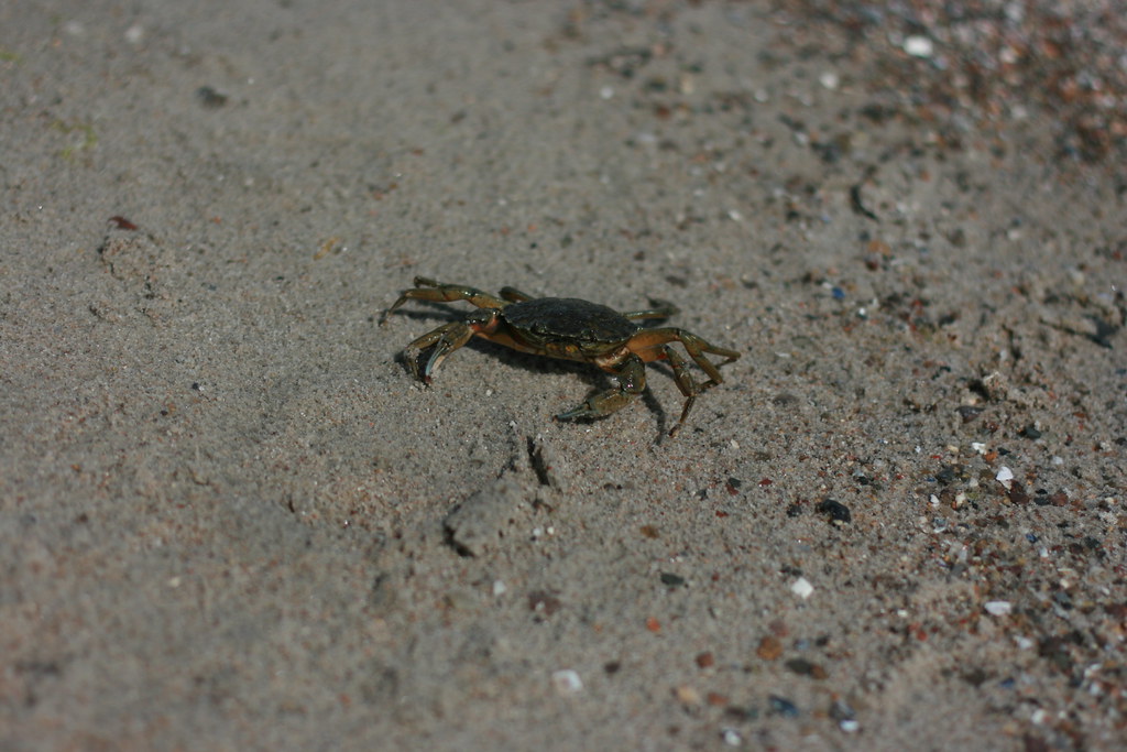 : crab