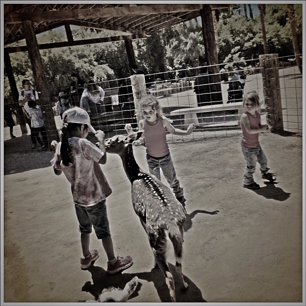 #Dellanna is #freakedout by the #animals at the #pettingzoo! She sincerely thinks #goats will #eat her, or her clothes & leave her naked. Shes so #funny. (#Kindergarten #fieldtrip #2013) #love #childhood #silly #carleesloan #afraid #kids
