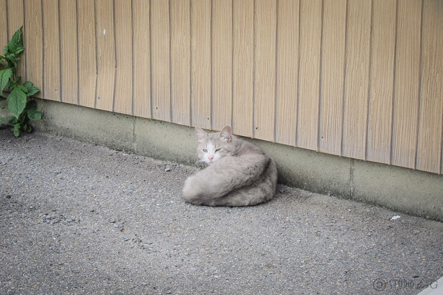 Today's Cat@2013-06-02