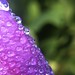 Drops On Bright Purple Flower