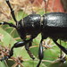 Longhorn Beetle in the Native American Crops Garden, TBG