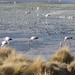 E mais flamingos