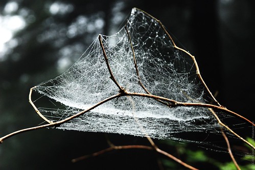 Wet Web ©  Konstantin Malanchev