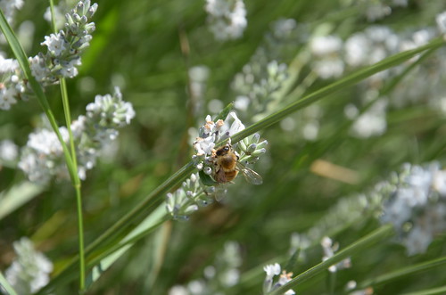 White lavender - let it bee ©  Still ePsiLoN