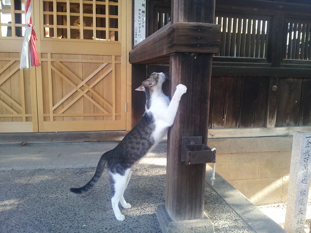 Today's Cat@2012-08-21