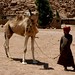 Cuidando do camelo