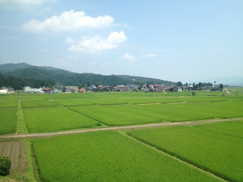 Rice fields in Niigata Prefecture, Japan