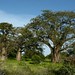 Chegamos na Angola, terra de muita Baobab