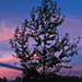 Tree at Twilight
