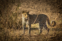Wild Leopard - South Luangwa, Zambia by virtualwayfarer, on Flickr