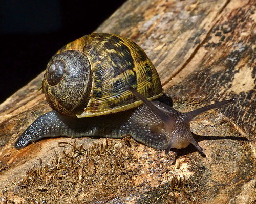 Garden Snail by SidPix, on Flickr