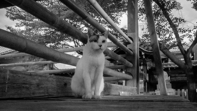 Today's Cat@2012-09-02