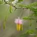Flores exoticas da Suazilandia