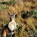 Cape Range National Park e os milhares de cangurus
