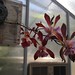 Enc. phoenicea 'Choco Milk' x Enc. phoenicea ‘Sunset Valley Orchids’ - Renate Schmidt