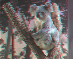 Koala 3D Postcard