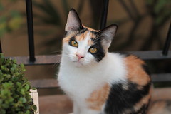 chat calico