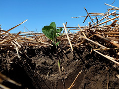 Soil Health: Soybeans Planted into Winter Whea...