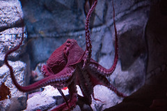 Red Tentacles
