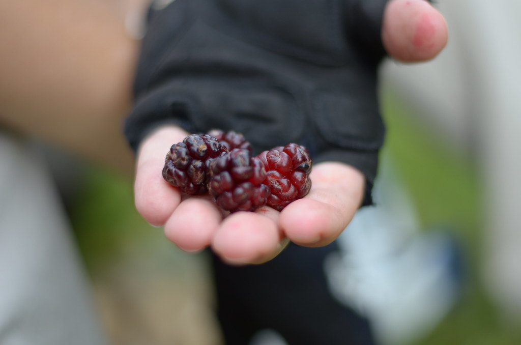 : Mulberries from a tree in Victoria park