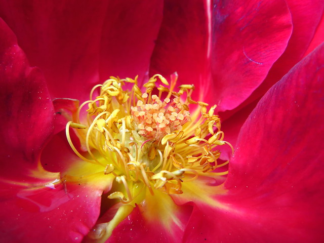 rot rose tags rosen chryslerimperial blütenmakro