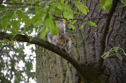 Big squirrel is watching you! ©  Still ePsiLoN
