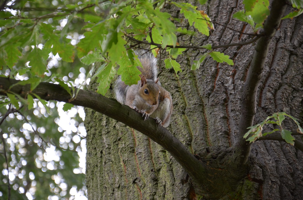 : Big squirrel is watching you!