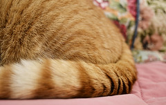 Cats Tail by JoshArdle Photography, on Flickr