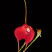 Masdevallia hybrid – Jerry Spahn