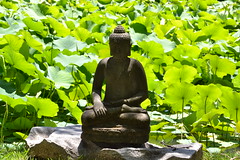 Nan Tien Temple Buddha among the lotus plants