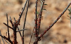 ants and red scale insects