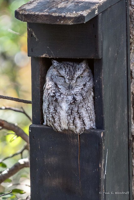 Owl Nov 17 2012