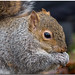 Dunham Squirrel