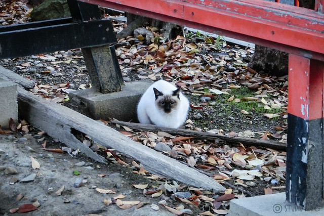 Today's Cat@2012-11-29