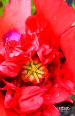 Poppy/Mohnblume (Papaver rhoeas)