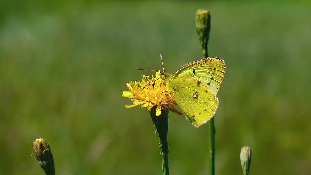 : Colias hyale