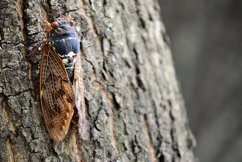 アブラゼミ (Large Brown Cicada)