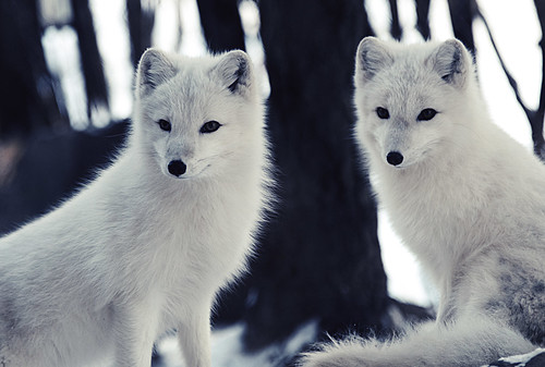 Arctic Foxes by Eric Kilby, on Flickr