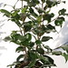 SHOWROOM_2 camellia japonica.v.17