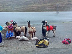 Llama's at the Summit of the Bolivian Death Road