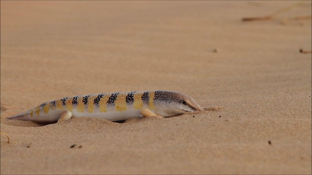Sand Fish (Scincus scincus) חומט רפואי