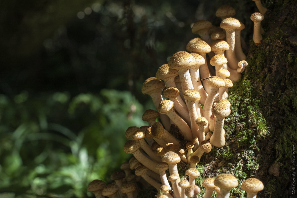 : Armillaria Mushrooms