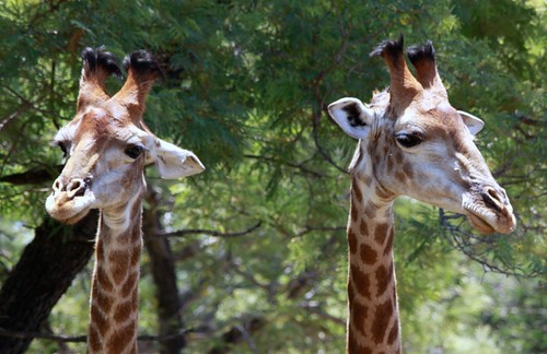 Giraffe, Giraffa camelopardalis play fighting at Marakele National Park, Limpopo, South Africa