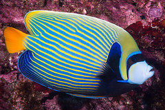 Emperor Angelfish, Western form - Pomacanthus imperator