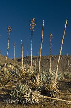 Agave the century plant