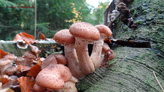 Honey Fungus at tree stub in autumn forest, Zeist, Netherlands - 0942