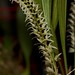 Dendrochilum yuccaefolium – Merle Robboy
