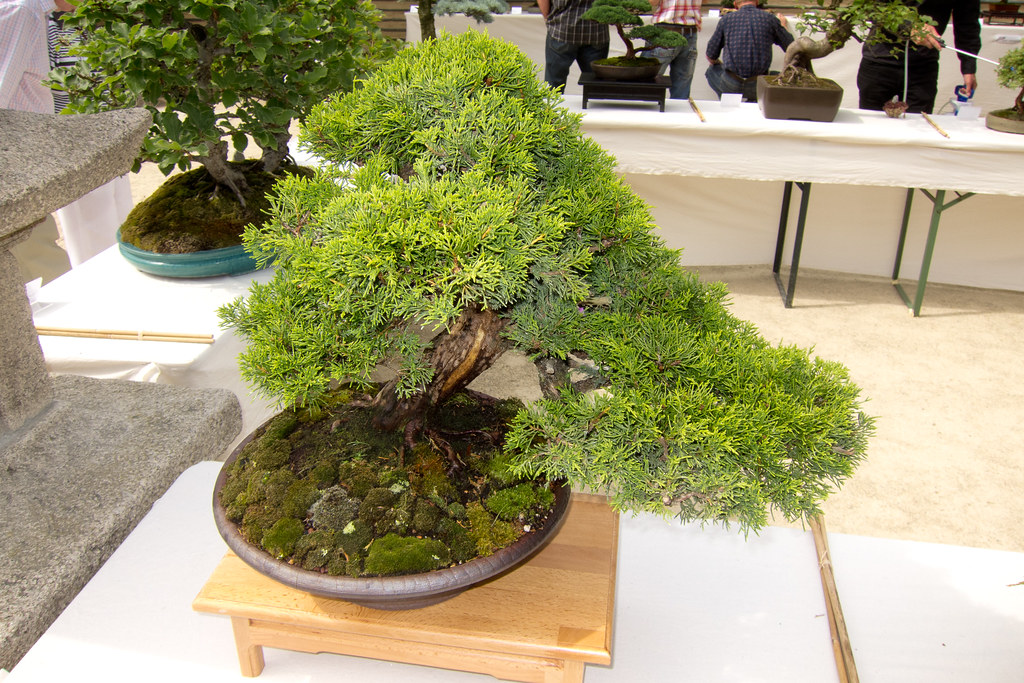 Bonsai Cypress by quinet, on Flickr