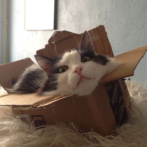 Boxed cat is not amused ©  Albert Alien
