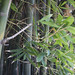Close to Bamboo